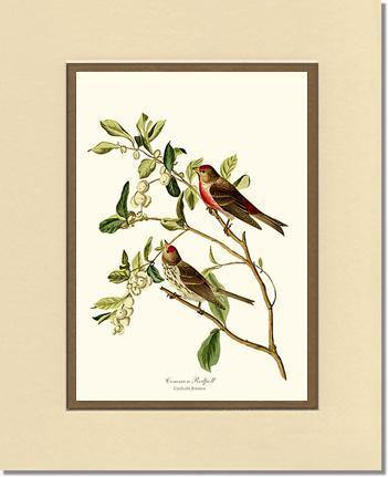 Redpoll, Common - Charting Nature