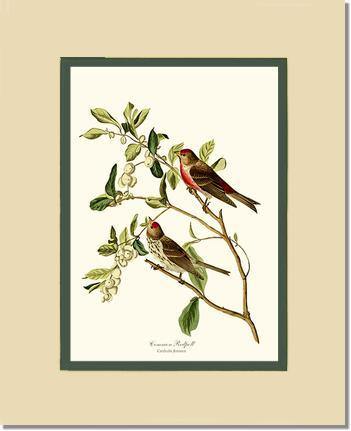 Redpoll, Common - Charting Nature