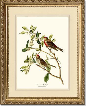 Redpoll, Common - Charting Nature