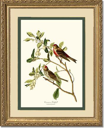 Redpoll, Common - Charting Nature