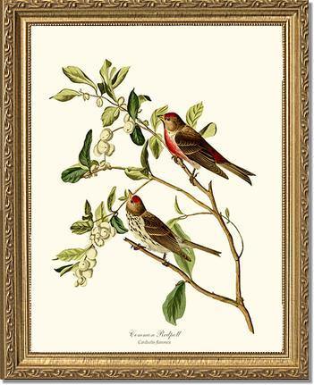 Redpoll, Common - Charting Nature