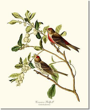 Bird Print: Redpoll, Common