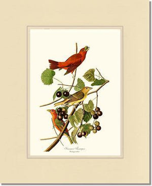 Tanager, Summer - Charting Nature