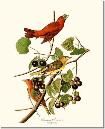 Bird Print: Tanager, Summer