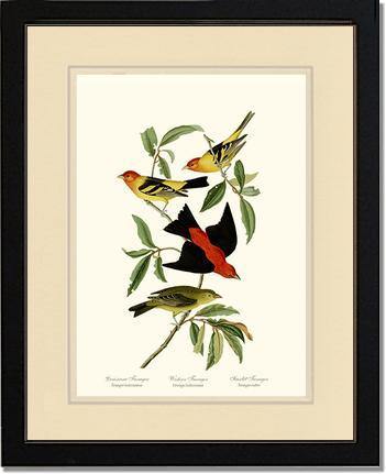 Tanagers- Scarlet, Western - Charting Nature