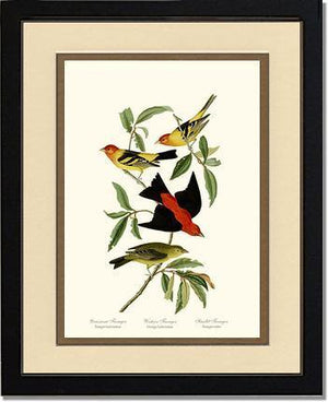 Tanagers- Scarlet, Western - Charting Nature