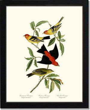 Tanagers- Scarlet, Western - Charting Nature