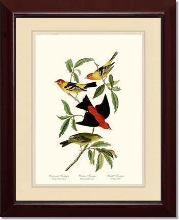 Tanagers- Scarlet, Western - Charting Nature