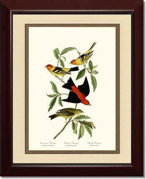 Tanagers- Scarlet, Western - Charting Nature