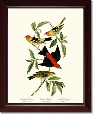 Tanagers- Scarlet, Western - Charting Nature