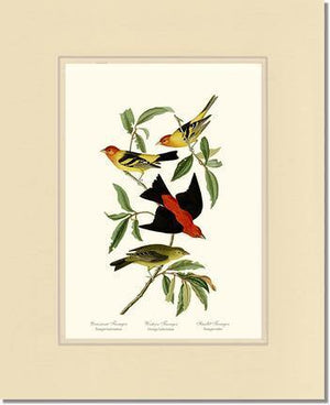 Tanagers- Scarlet, Western - Charting Nature