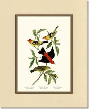 Tanagers- Scarlet, Western - Charting Nature