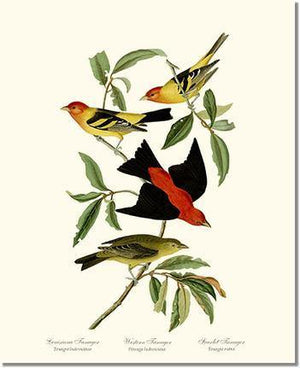 Bird Print: Tanagers- Scarlet, Western