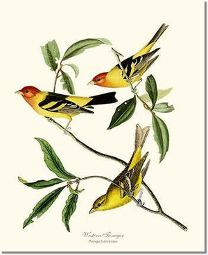 Bird Print: Tanager, Western
