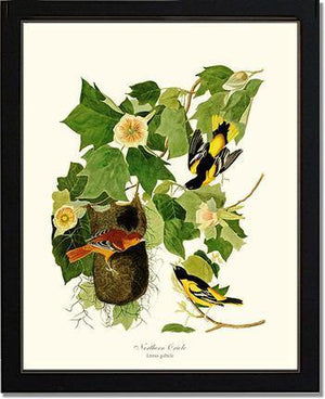 Oriole, Baltimore - Charting Nature