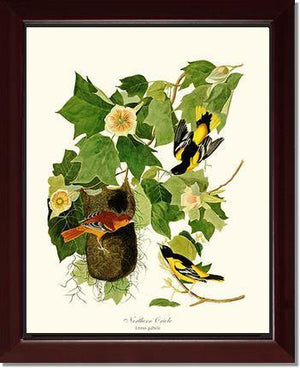 Oriole, Baltimore - Charting Nature