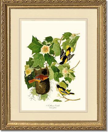 Oriole, Baltimore - Charting Nature