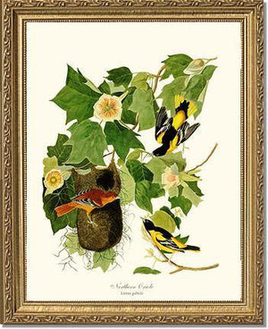 Oriole, Baltimore - Charting Nature