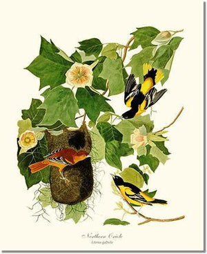 Bird Print: Oriole, Baltimore