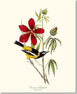 Bird Print: Troupial