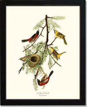 Oriole, Orchard - Charting Nature