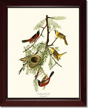 Oriole, Orchard - Charting Nature