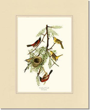 Oriole, Orchard - Charting Nature