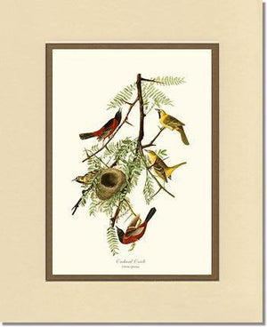 Oriole, Orchard - Charting Nature