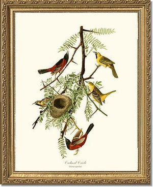 Oriole, Orchard - Charting Nature