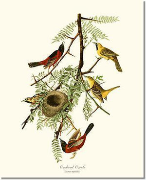 Bird Print: Oriole, Orchard