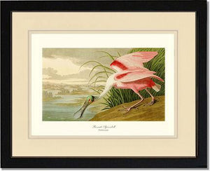 Spoonbill, Roseate - Charting Nature