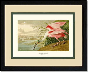 Spoonbill, Roseate - Charting Nature