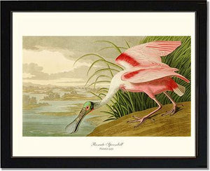 Spoonbill, Roseate - Charting Nature