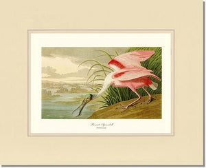 Spoonbill, Roseate - Charting Nature