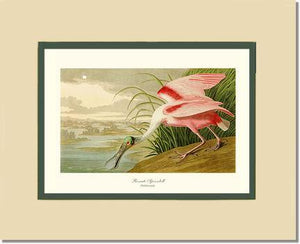 Spoonbill, Roseate - Charting Nature