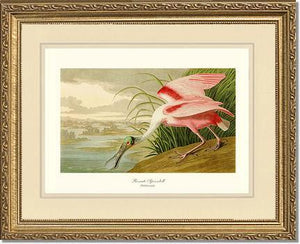 Spoonbill, Roseate - Charting Nature