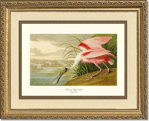 Spoonbill, Roseate - Charting Nature