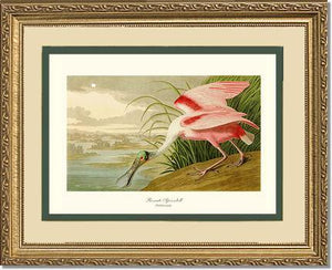 Spoonbill, Roseate - Charting Nature