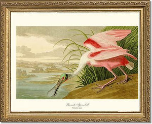 Spoonbill, Roseate - Charting Nature
