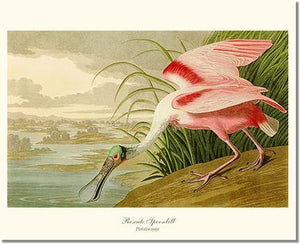 Spoonbill, Roseate - Charting Nature