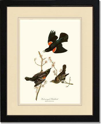 Blackbird, Red-winged - Charting Nature