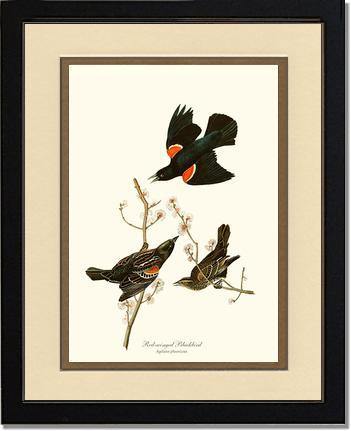 Blackbird, Red-winged - Charting Nature