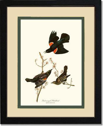 Blackbird, Red-winged - Charting Nature