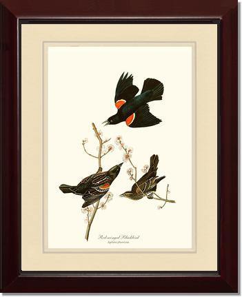 Blackbird, Red-winged - Charting Nature