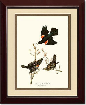 Blackbird, Red-winged - Charting Nature