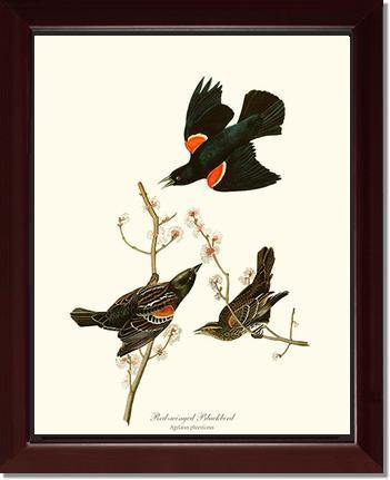 Blackbird, Red-winged - Charting Nature