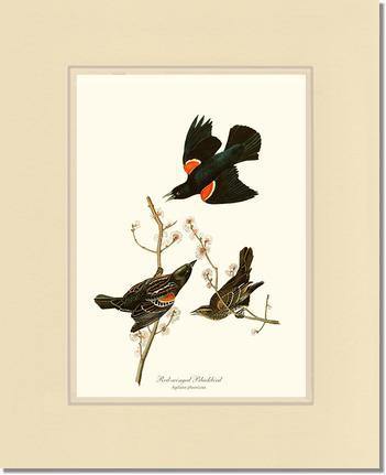 Blackbird, Red-winged - Charting Nature