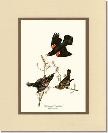 Blackbird, Red-winged - Charting Nature