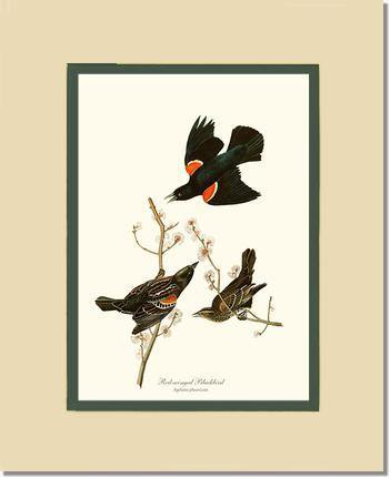 Blackbird, Red-winged - Charting Nature
