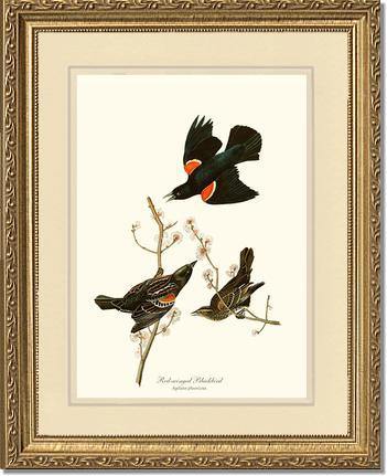 Blackbird, Red-winged - Charting Nature